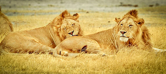 Best Cape Town Tours
