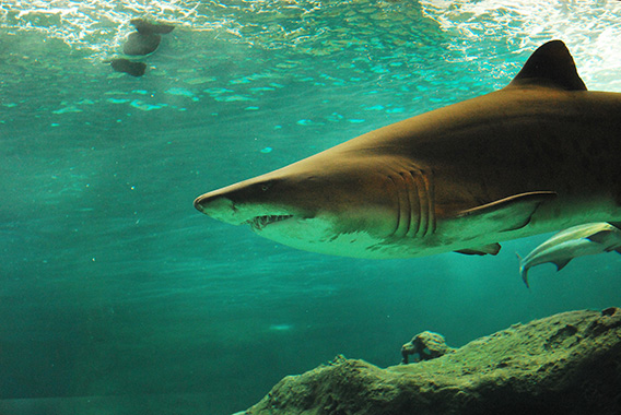 Best Cape Town Tours
