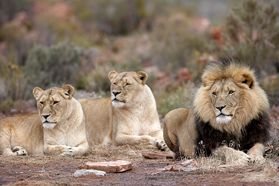 Best Cape Town Tours