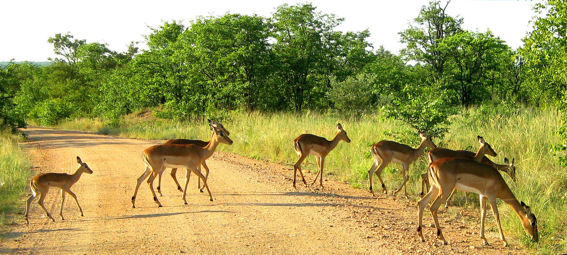 Best kruger Park Tours