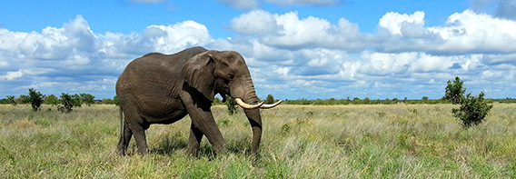 Best kruger Park Tours